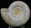 Perisphinctes Ammonite - Jurassic #22830-1